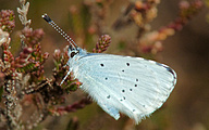 Holly Blue (Celastrina argiolus)